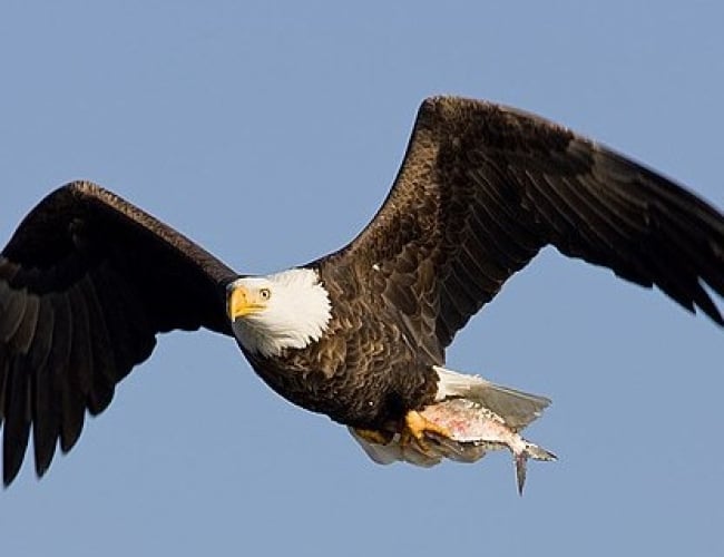 Bald Eagle Guided Self-driving Birding Tour